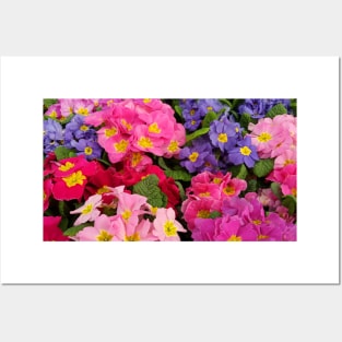 Colorful Springtime Medley of Primula Flowers Posters and Art